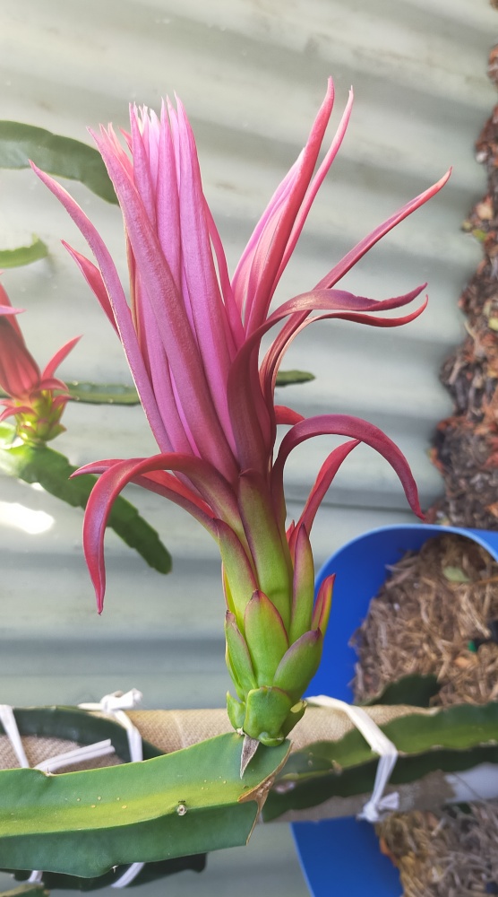Buds about to open